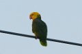 Yellow-headed Parrot 2014-01-25_4